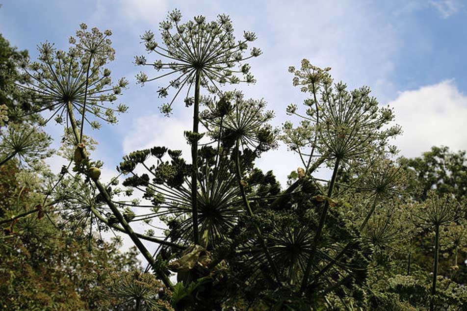 Giant Hogweed - looking up - PCA